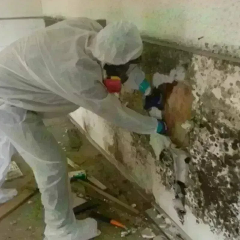 Mold Remediation and Removal in Horse Cave, KY